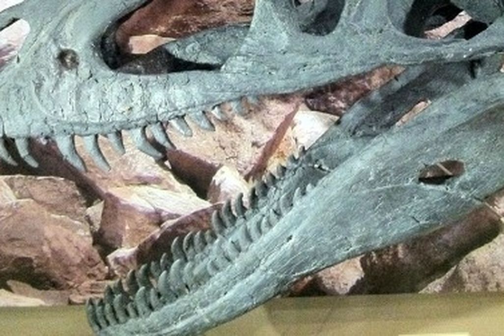 Marshosaurus