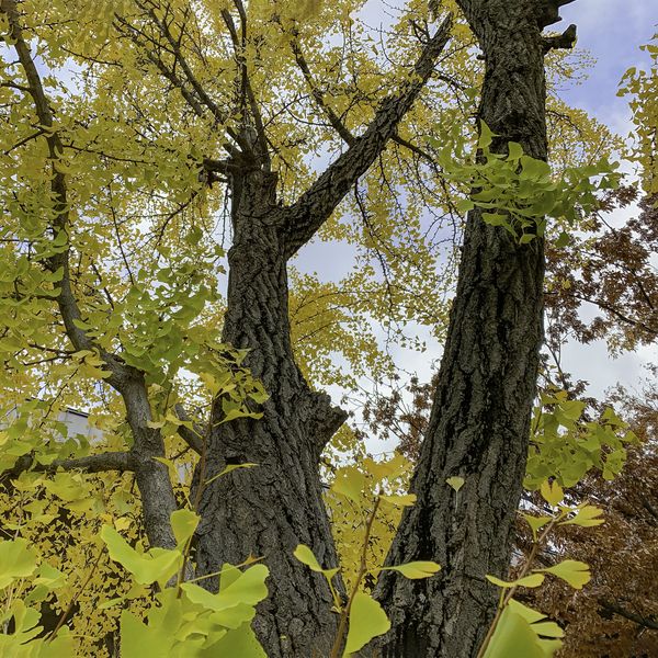 Ginkgo Trees in Fall thumbnail