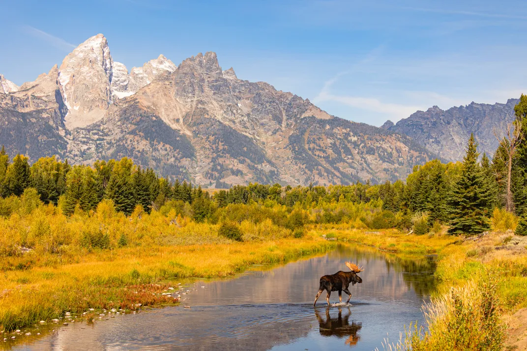 A bull moose