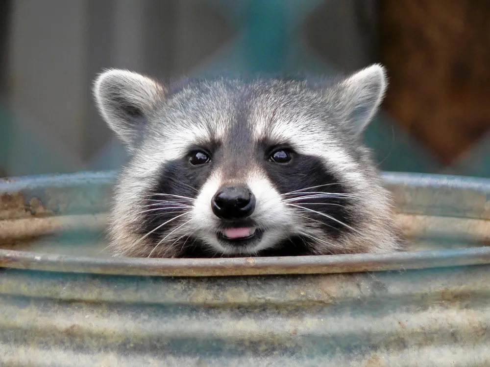 raccoon garbage bin