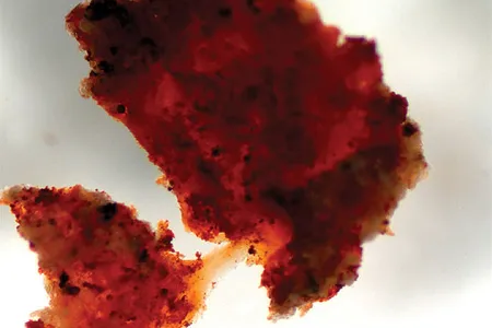 A tiny blob of stretchy brown matter, soft tissue from inside the leg bone, suggests the specimen had not completely decomposed.