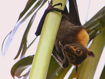 A spectacled fruit bat hangs out in search of its next meal. Many bats eat nectar with grooved tongues that are posing quite a mystery for scientists.