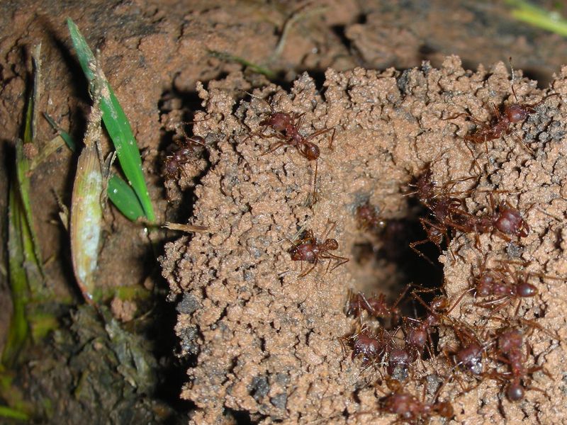 These Pheidole megacephala, or Big Headed Ants, prepare for another ...