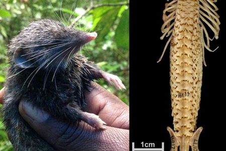 Left: A hero shrew. Right: A hero shrew’s spine.