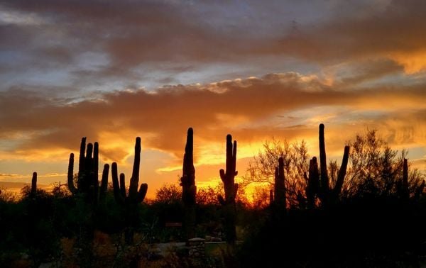 Saguaro Cacti Against an Arizona Sunrise thumbnail