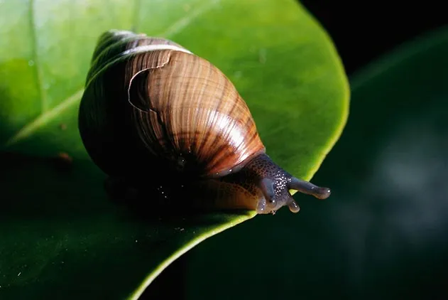 Oahu tree snails