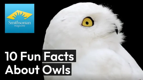 Preview thumbnail for 10 Fascinating Facts About Owls
