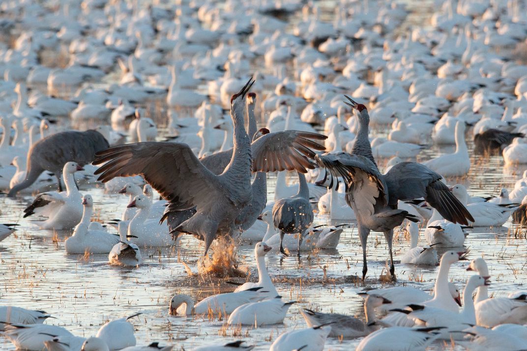 Sandhill Cranes Singing | Smithsonian Photo Contest | Smithsonian Magazine