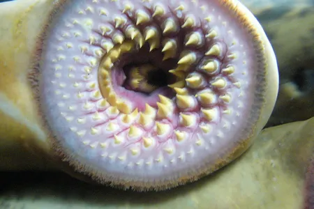 The lamprey's jawless yet toothy mouth is ideal for hooking onto victims' flesh