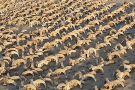 A view of the more than 2,000 mummified ram skulls found at the temple in Abydos
