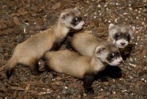 20110520110606ferrets-300x201.jpg