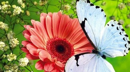 A horticulturist from the Natural History Museum will give a tour of the Butterfly Garden and provide tips on how to attract butterflies to your own backyard greenery.