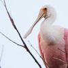 Rare Pink Bird Spotted in Wisconsin for the First Time in 178 Years icon