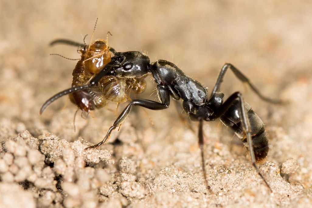 Megaponera_Major_with_termites,_crop.jpg