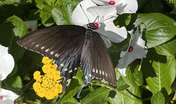 Black Swallowtail enjoying Vinca thumbnail