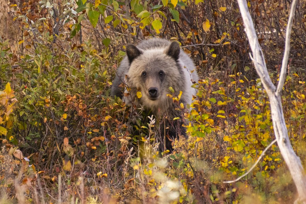 Grizzly bear