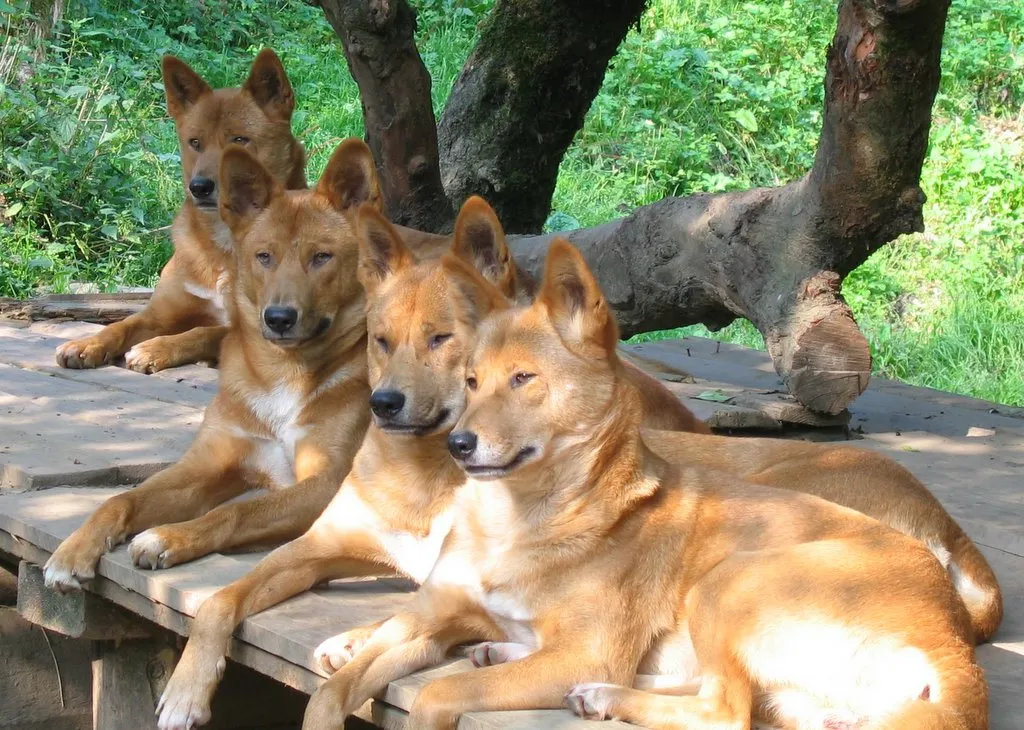 Dingoes Aren't Just Wild Dogs, Smart News