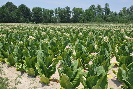 No images of Casor survive to the present day. Tobacco fields like this one, however, would have been what he saw daily.