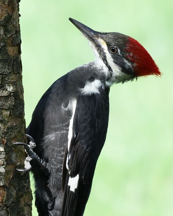 Pileated Woodpecker thumbnail