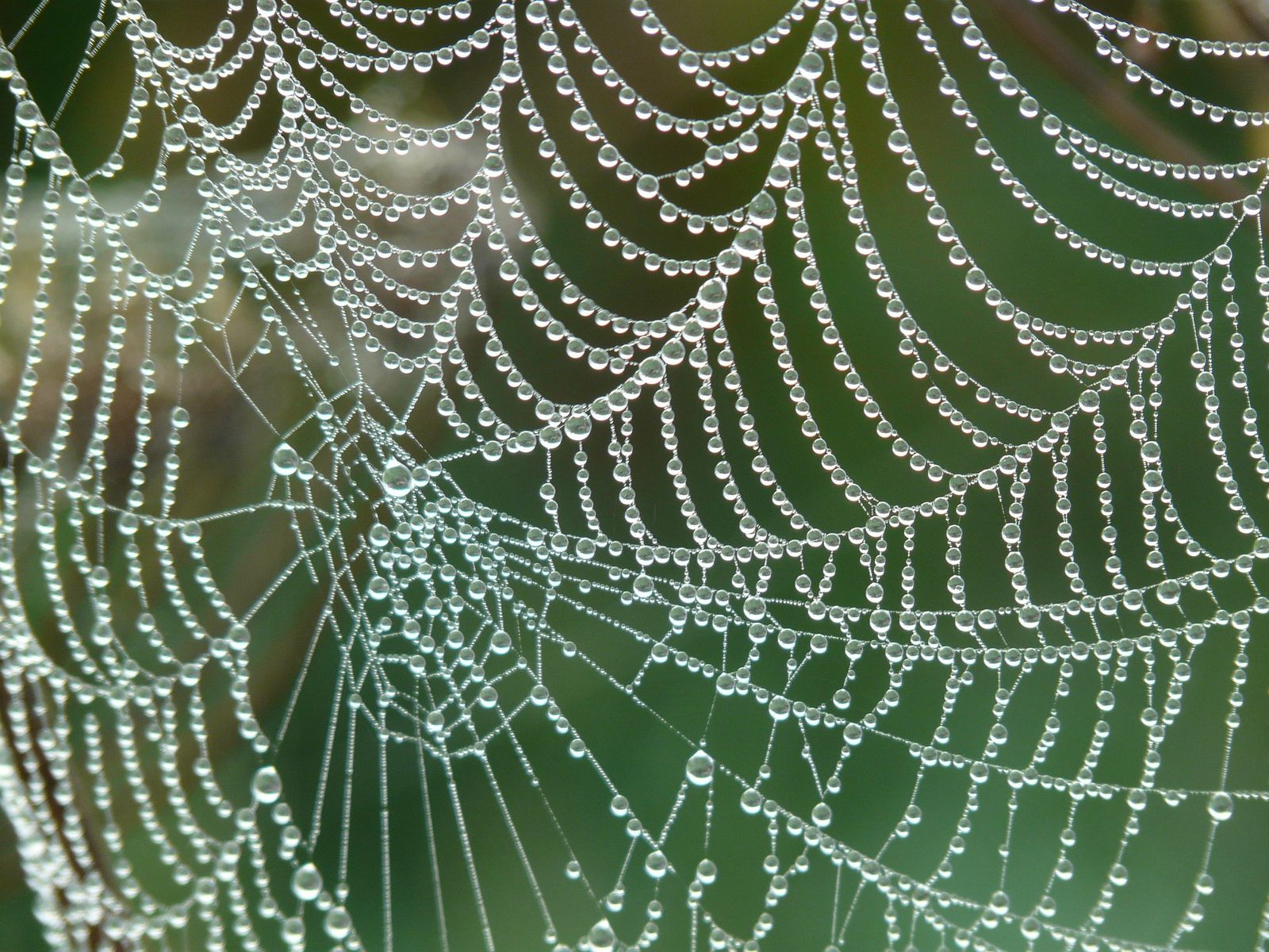 Amazing spider silk: Super-elastic proteins key to spider web's stretchiness