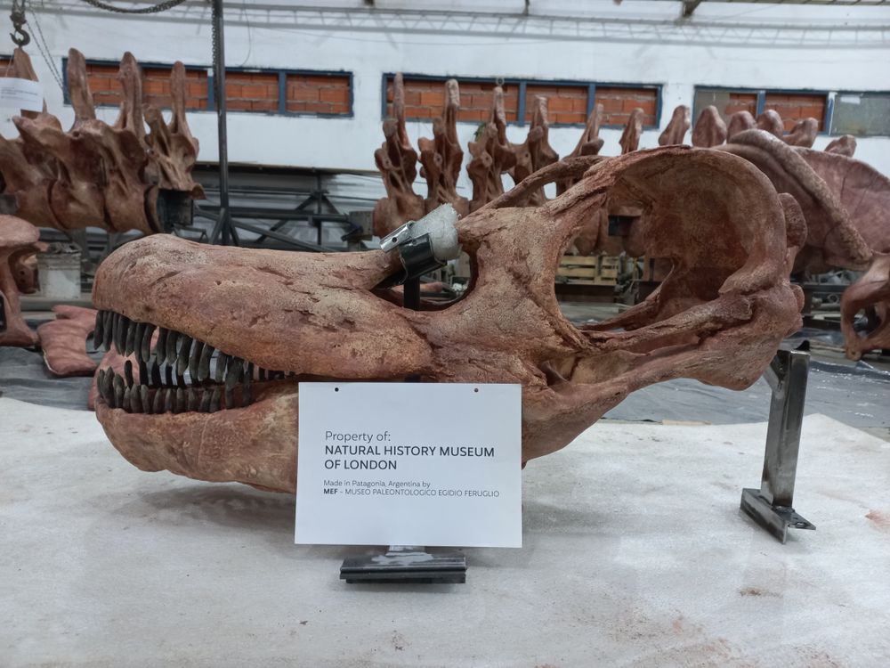 A cast of Patagotitan mayorum's skull