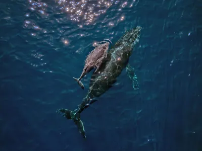 A mother humpback whale and calf are seen off the coast of Brazil.