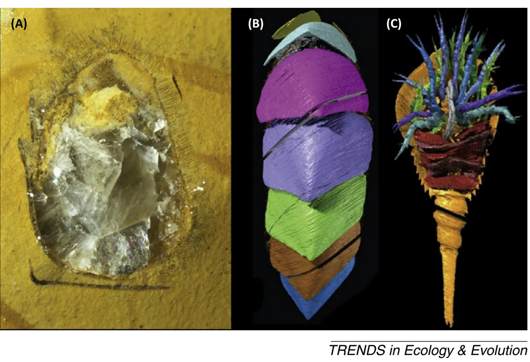 How New Tech for Ancient Fossils Could Change The Way We Understand Animals