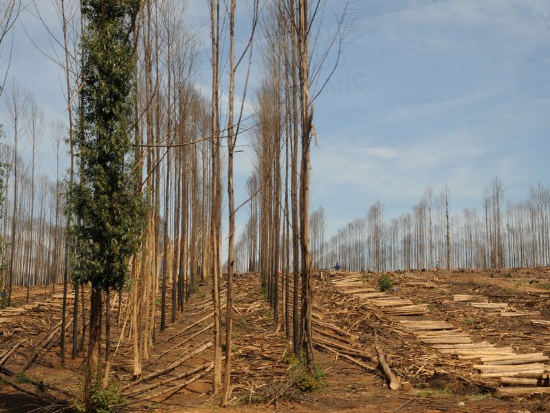 Forest in South Africa | Smithsonian Photo Contest | Smithsonian Magazine