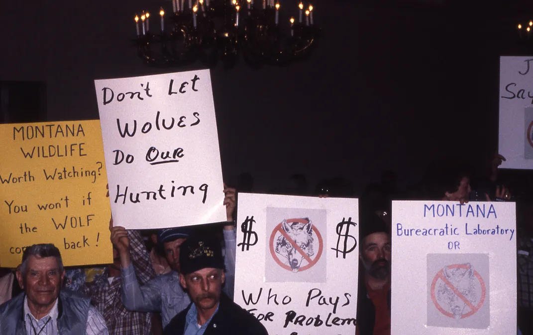a line of protesters carries signs saying "don't let wolves do our hunting" and similar phrases