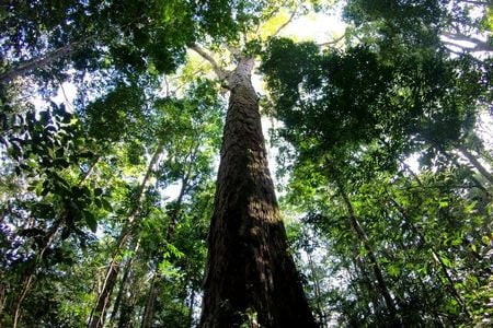 One of the Dinizia excelsa or angelim vermelho trees, which can grow over 80 meters. The tallest, as measured by satellite, towered 88.5 meters above the forest floor. 