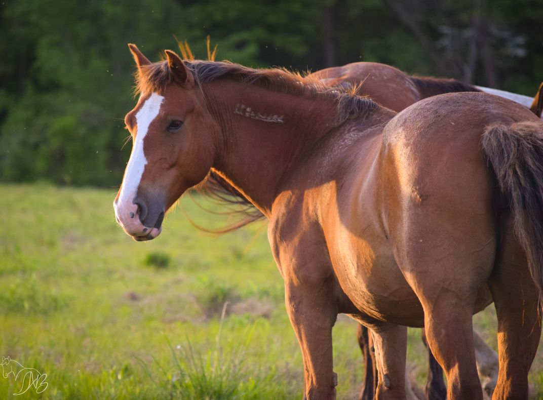 style-blm-mustang-smithsonian-photo-contest-smithsonian-magazine