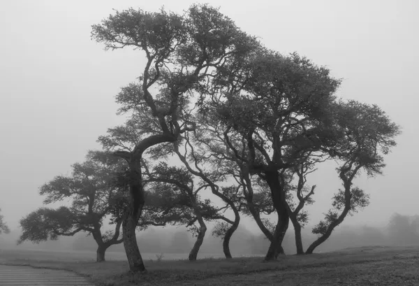 Mystical trees thumbnail