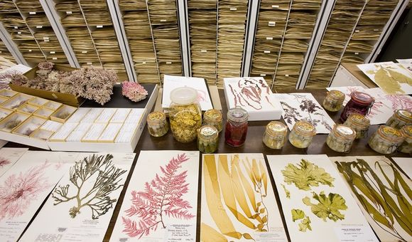 Pages and jars of preserved plant specimens cover a counter in the foreground while cabinets full of pages of preserved plants line the background.