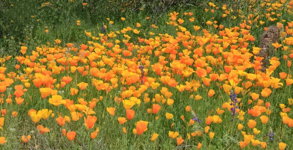 A filed of poppies in bloom thumbnail