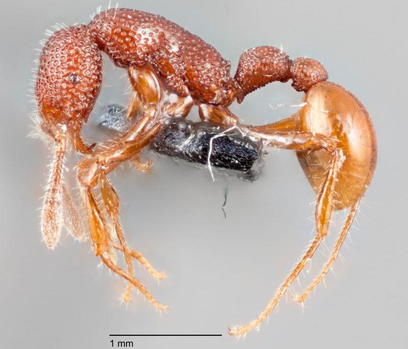 T. Rex Ant