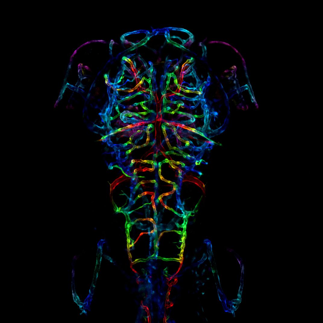 A colorful microscopic image of the nervous system of a developing embryonic zebrafish.