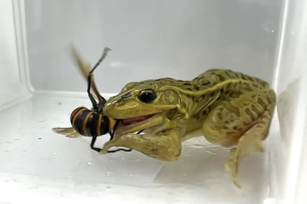Frog eating hornet