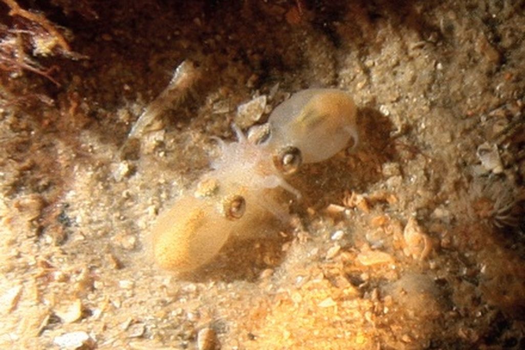 A pair of romantic southern bottletail squids.