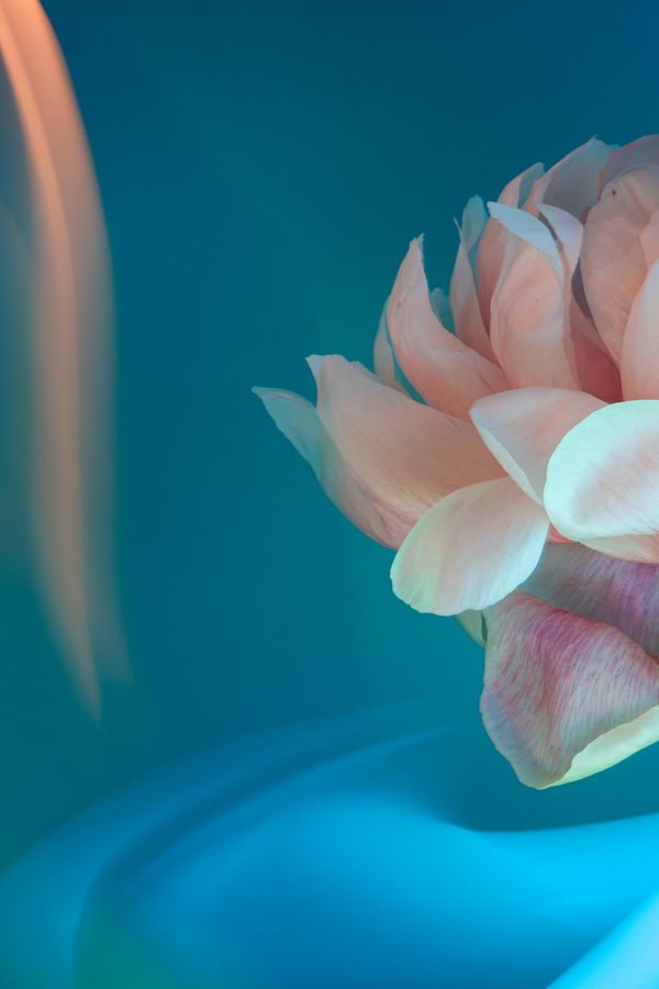 Peony by the pool thumbnail