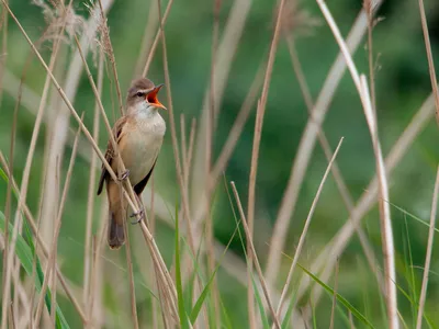 A great reed warbler croons at his breeding grounds in the Netherlands.