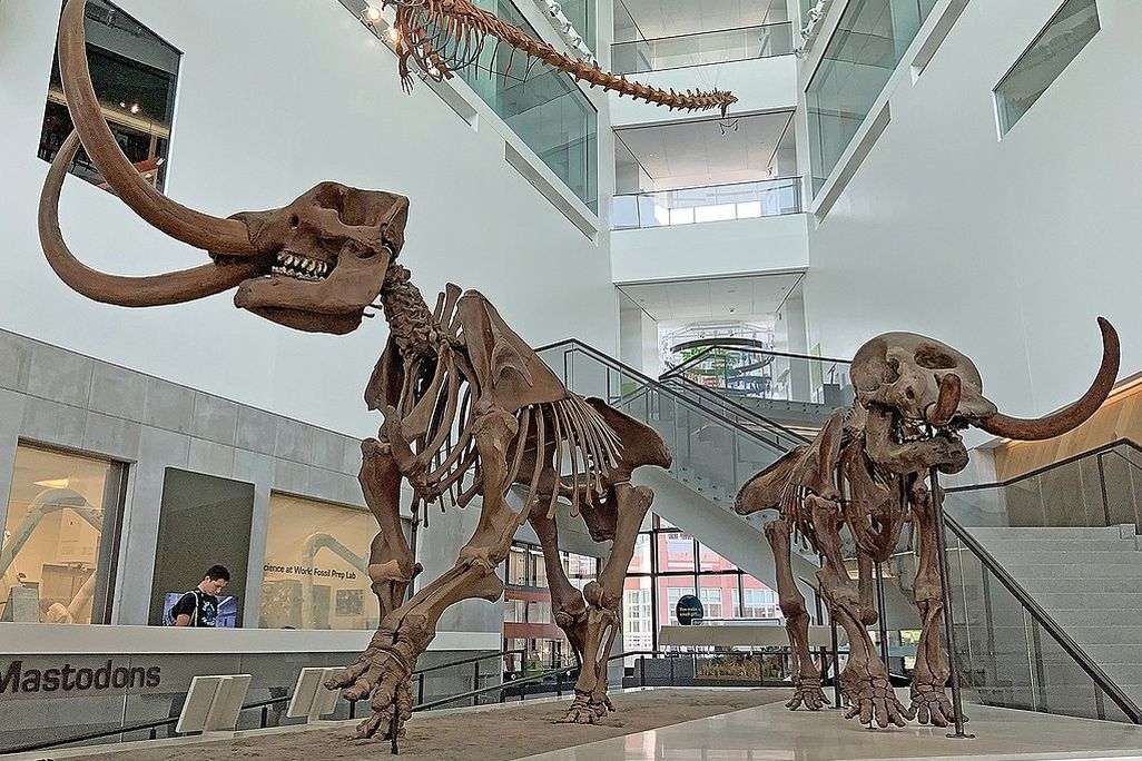 Mastodon skeletons