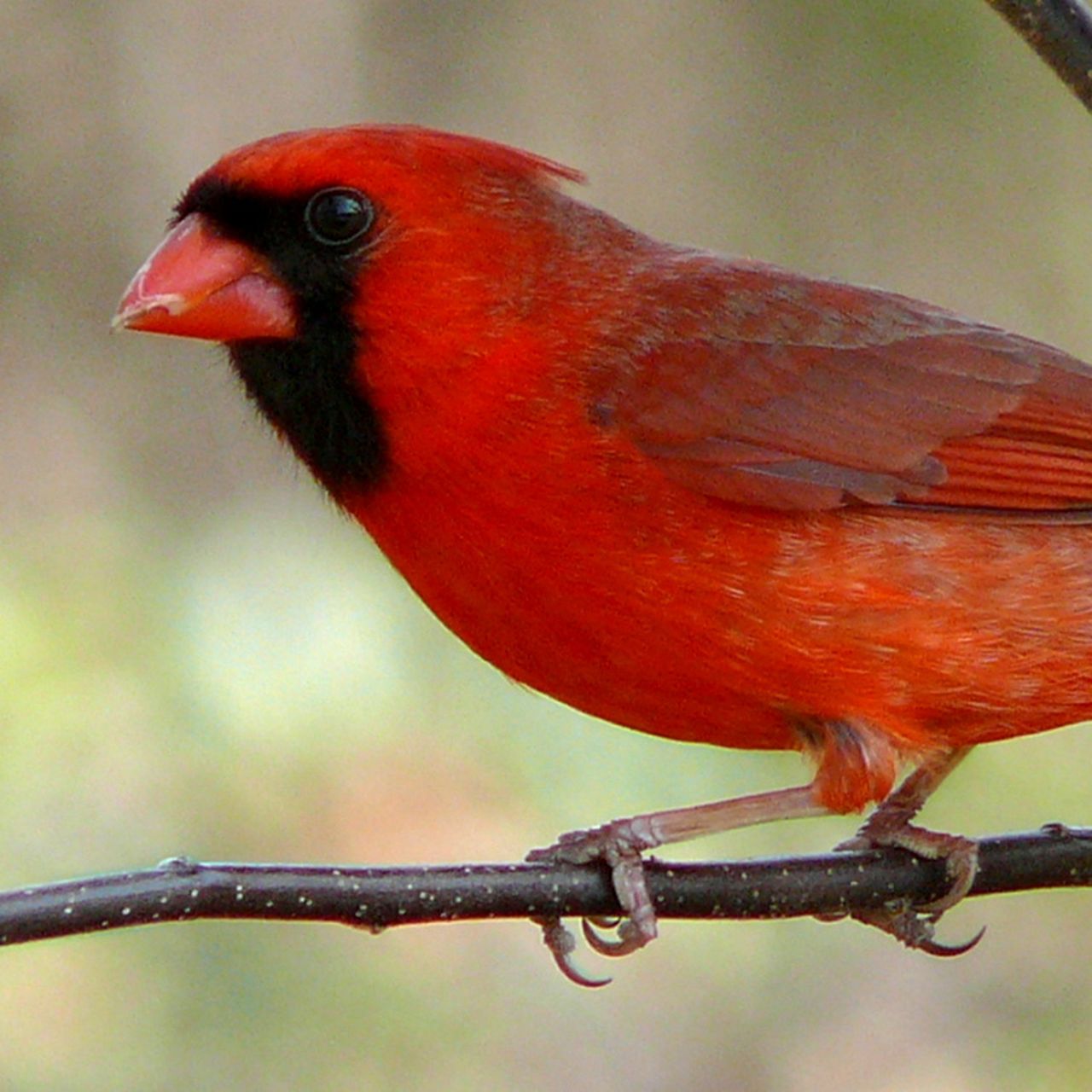 Cardinal Landing Farms