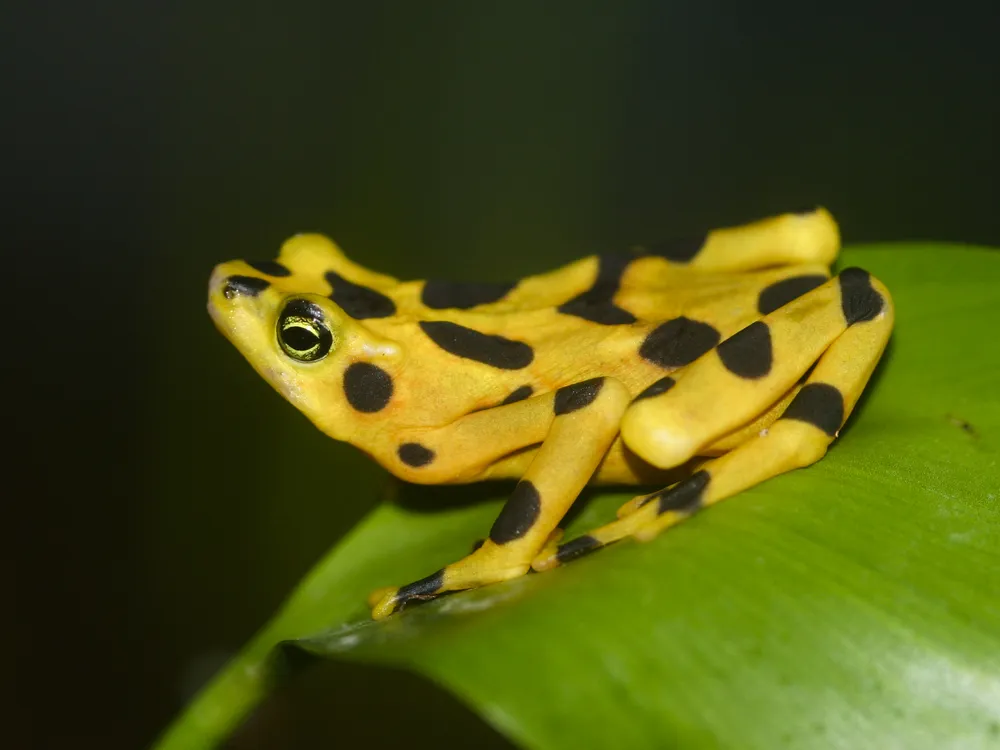 A yellow frog with black spots sits on a green leaf