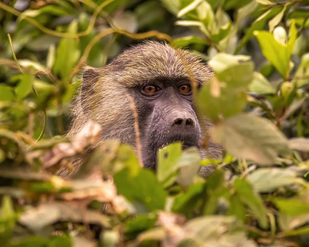 Olive baboon peering through tree leaves in Tanzania.