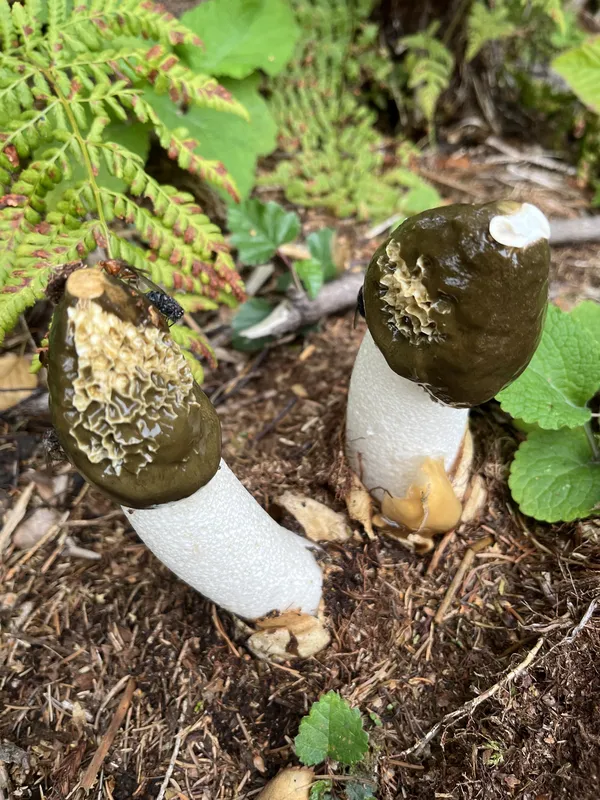 A duo of Stinkhorns by the woodland path. thumbnail