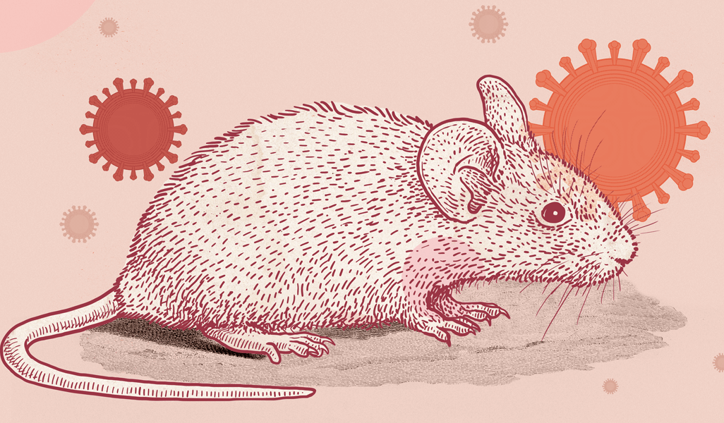 Illustration of a mouse with coronaviruses in the background