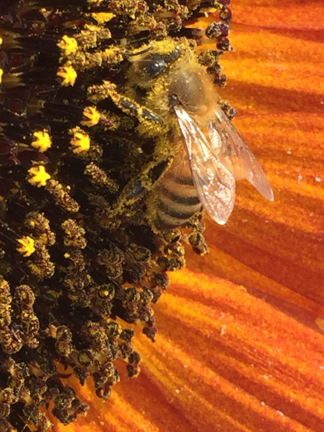 Bee Getting Drunk on Pollen Smithsonian Photo Contest Smithsonian