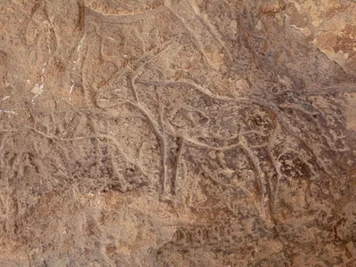 Archaeologists say this inscription of an ibex may be up to 5,000 years old.