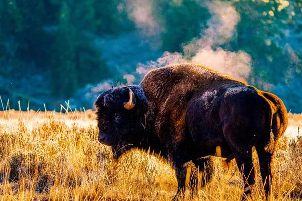 A bull bison standing in a freezing meadow as the suns first rays flood the scene. thumbnail