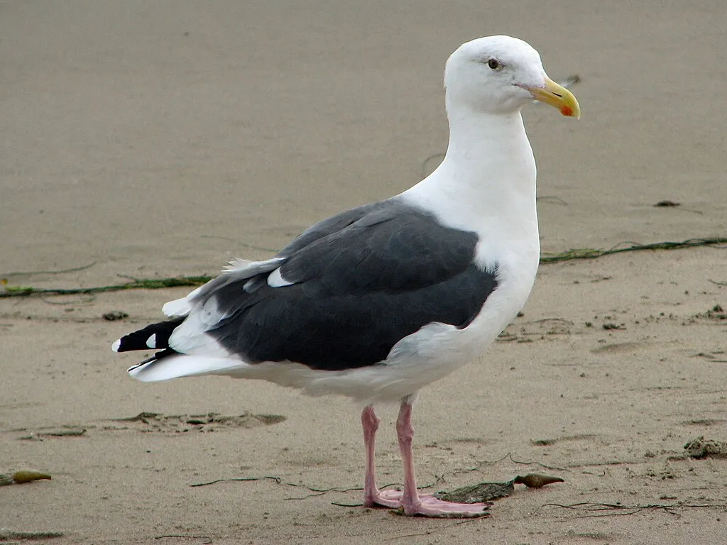 A California Gull Hitched a Ride on a Garbage Truck and Took an 80-Mile Journey to a Compost Facility. Then It Happened Again